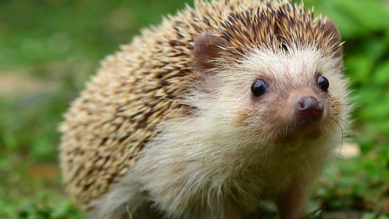 Identifier les crottes de hérisson : Guide pratique pour votre jardin