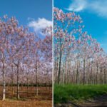 Découvrez la Paulownia : L’Arbre aux Mille Vertus