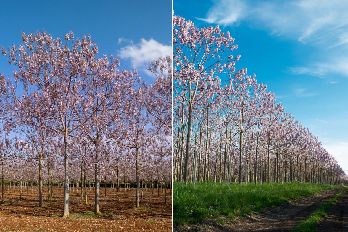 Découvrez la Paulownia : L’Arbre aux Mille Vertus