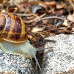 Invasion de Petits Escargots Gris : Causes, Solutions et Prévention