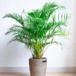 Les bienfaits du palmier areca pour votre intérieur