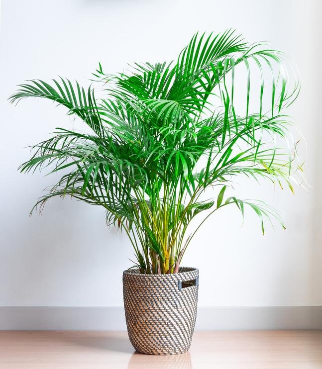 Les bienfaits du palmier areca pour votre intérieur