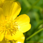 Découvrez pourquoi la renoncule pourrait bien être la plante la plus dangereuse de votre jardin