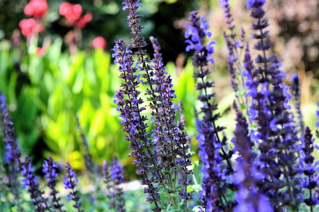 débuter en jardinage
