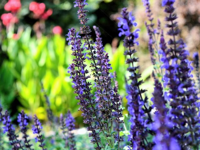 Cultiver son bien-être : pourquoi le jardinage revient en force dans nos vies modernes 