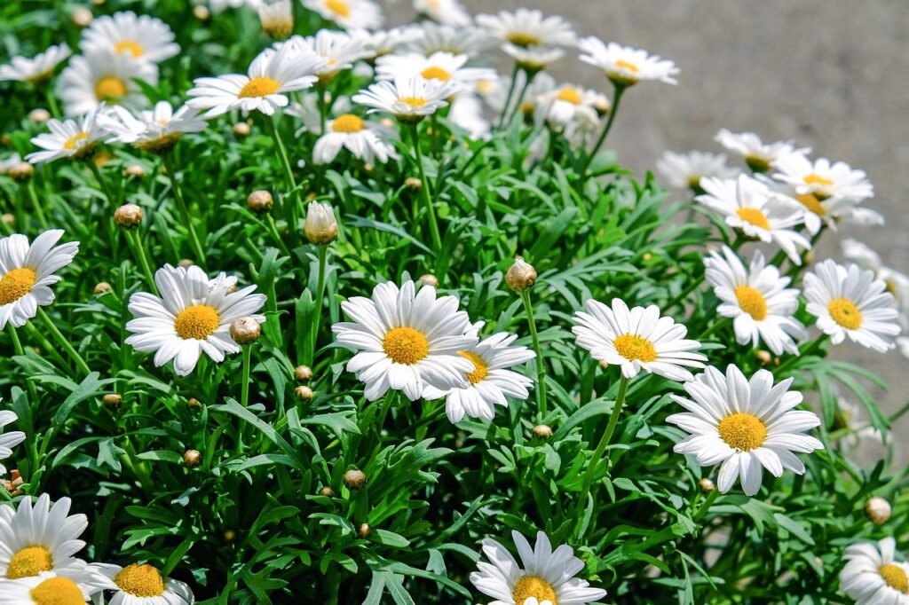 débuter en jardinage