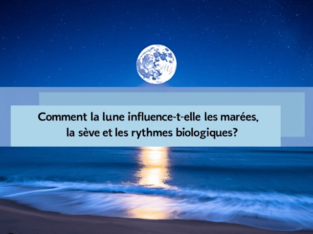🌕 Comment la lune influence-t-elle les marées, la sève et les rythmes biologiques ?