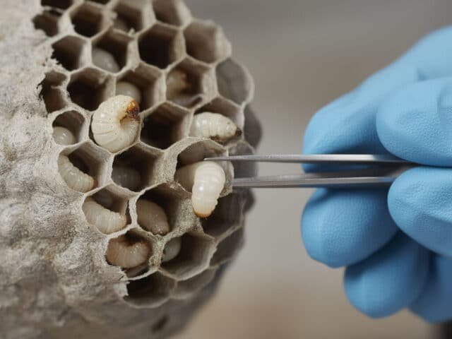 Reconnaitre et se débarrasser des larves de guêpe