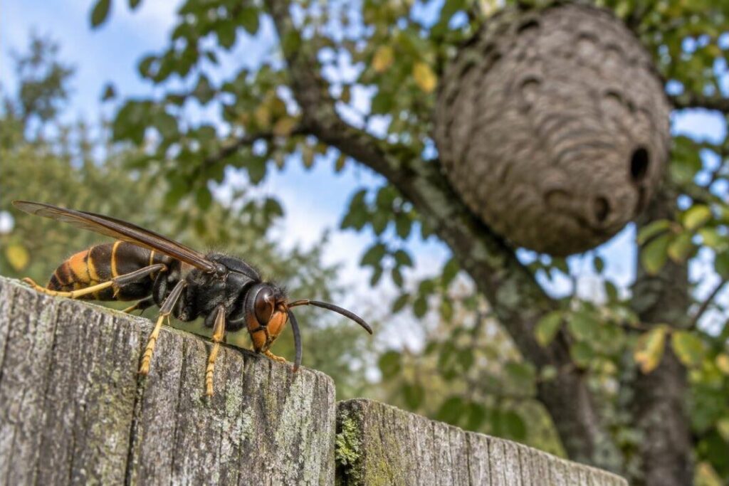 Frelon asiatique posé sur une clôture en bois, nid visible dans un arbre en arrière-plan